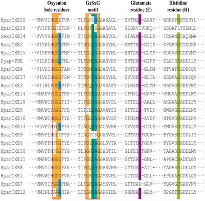 Identification of Candidate Carboxylesterases Associated With Odorant Degradation in Holotrichia parallela Antennae Based on Transcriptome Analysis